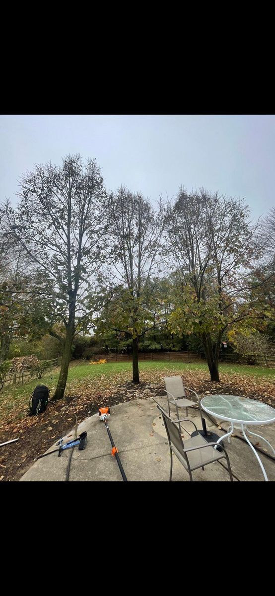 Tree Trimming for Dig-It Tree Company in Mason, OH