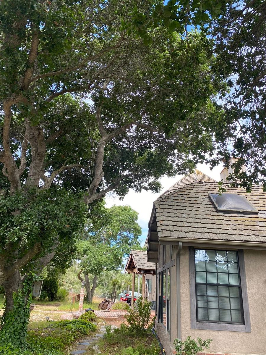 Tree Removal for A1 Junk & Tree Solutions, LLC in Paso Robles, CA