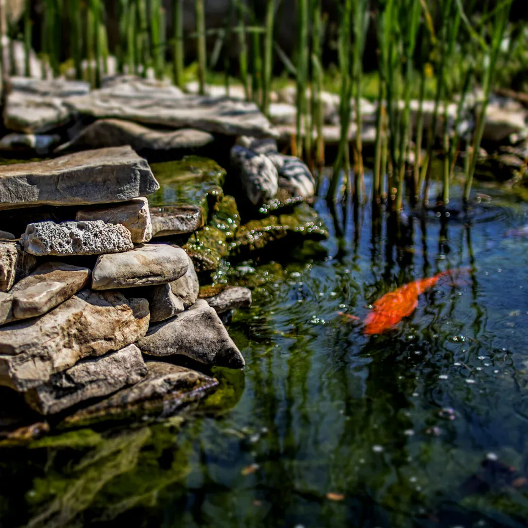 Ponds for Cline's Land Management in Dalton, GA