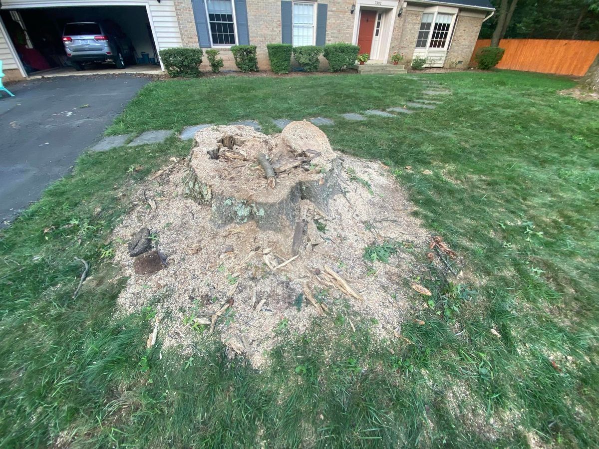 Stump Removal for DIAZ TREE in Stafford, VA