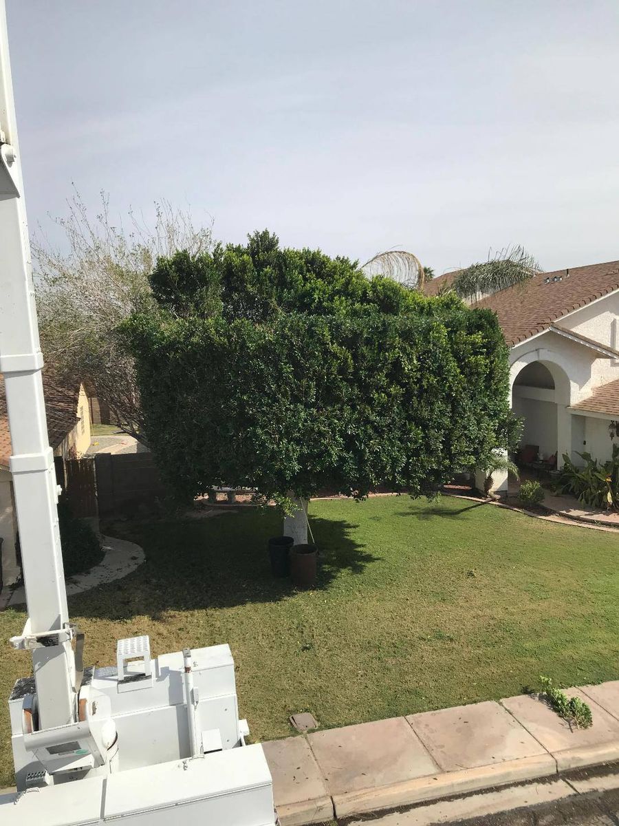 Tree Trimming for Yuma Palms & Tree Service in Yuma, AZ
