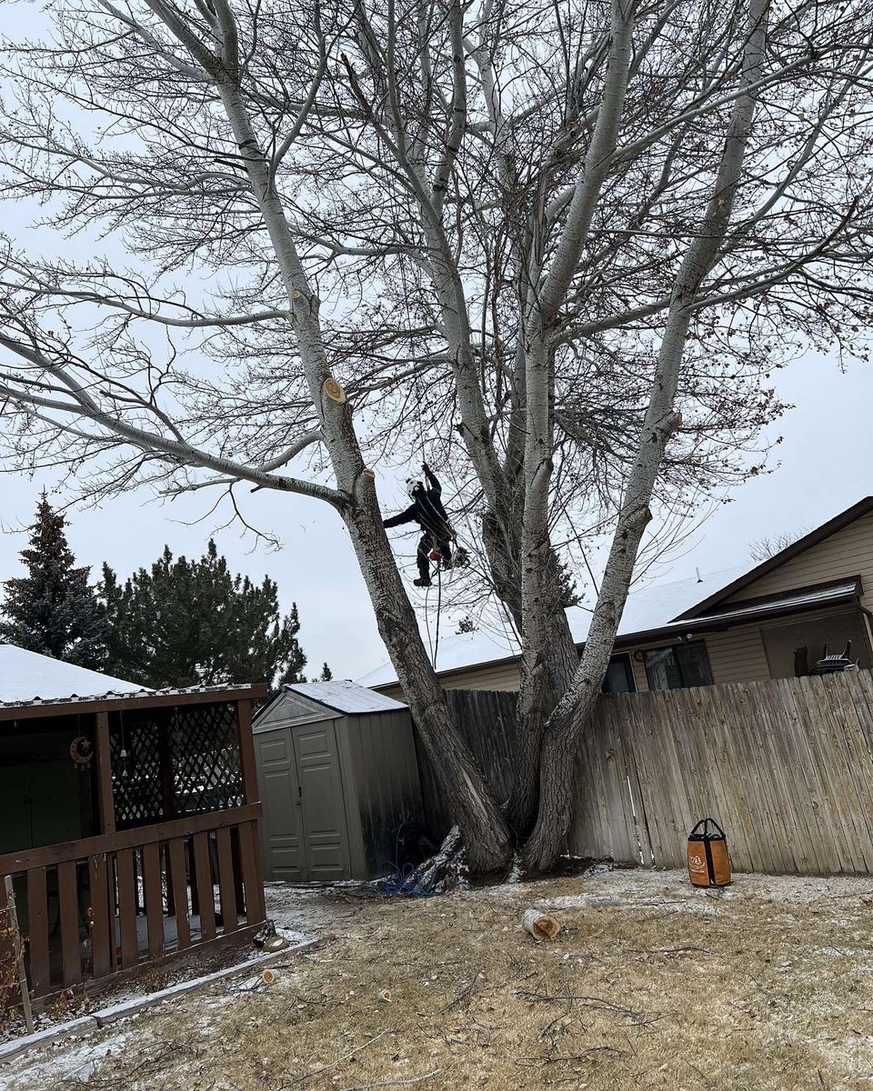 Tree Removal for Elevated Tree Care in Gillette, WY