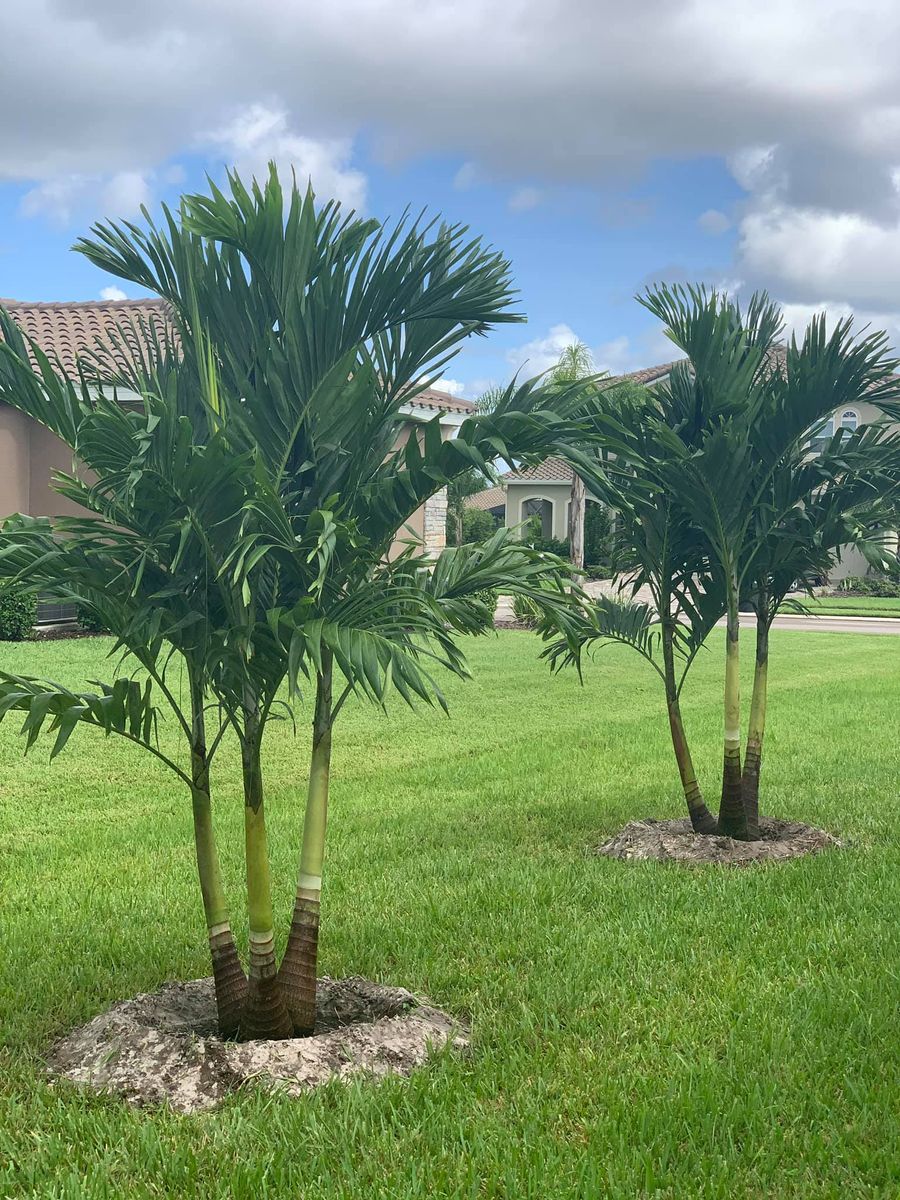 Palm and Trees for Plant World LLC in Cape Coral, FL