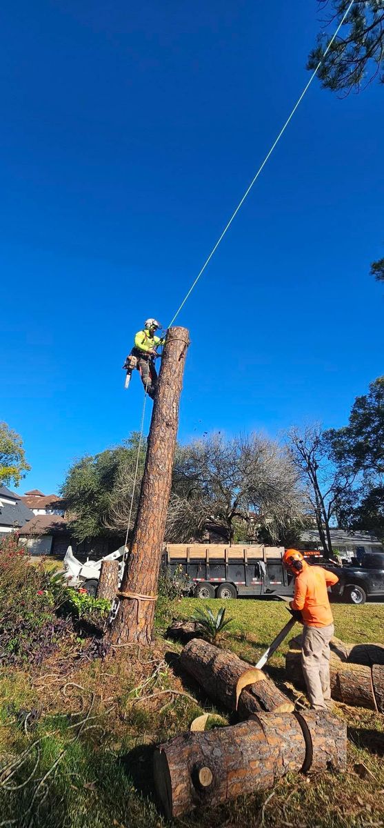 Tree Removal for Servin's Tree Care  in Houston, TX