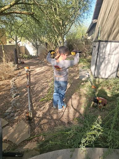 Tree Trimming for T's Tree Service and Firewood in Apache Junction, AZ