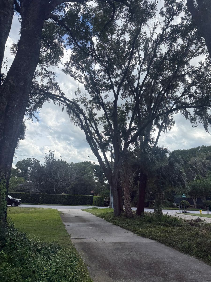 Tree Pruning for Amerigrown Tree And Lawn in Apopka, FL