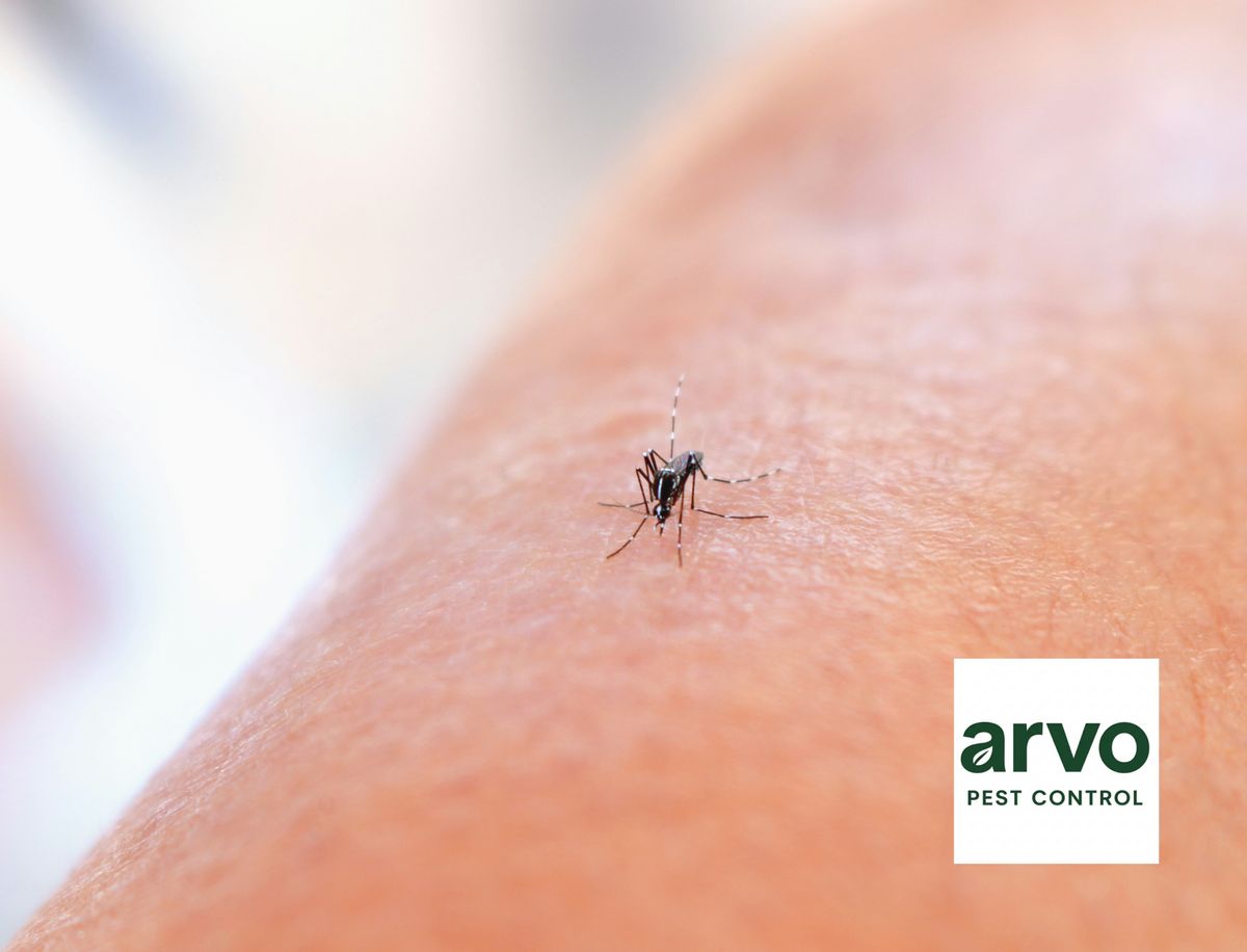 Mosquito Control for Arvo Pest Control in Sandy, UT