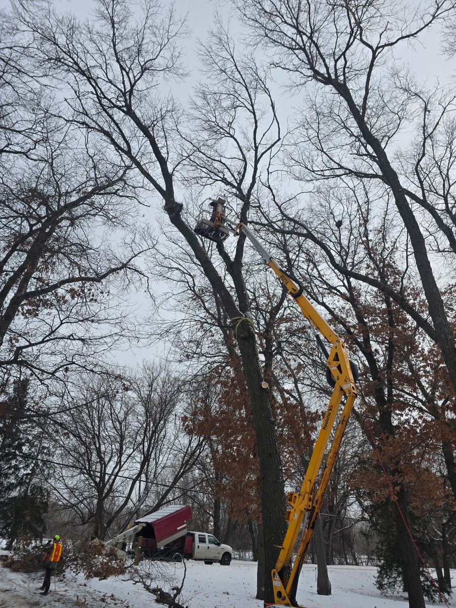 Tree Trimming for K and Z Tree Care in Isanti County, MN