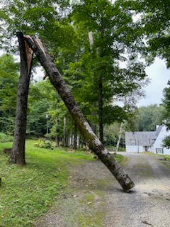 Dangerous Tree Removal for Andy Naylor Excavation in Johnson, VT