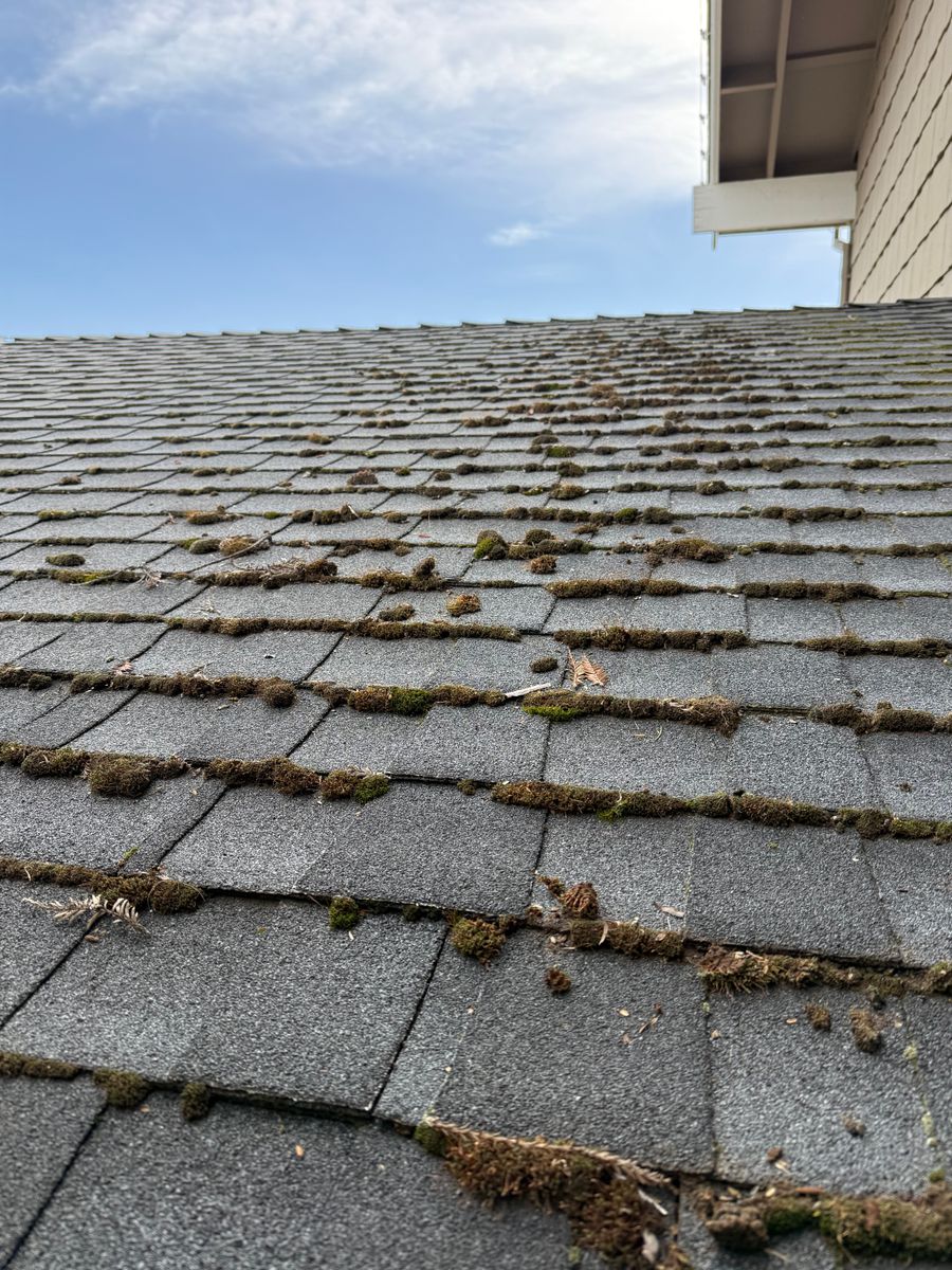 Moss Removal for GGG Home Services in San Jose, CA