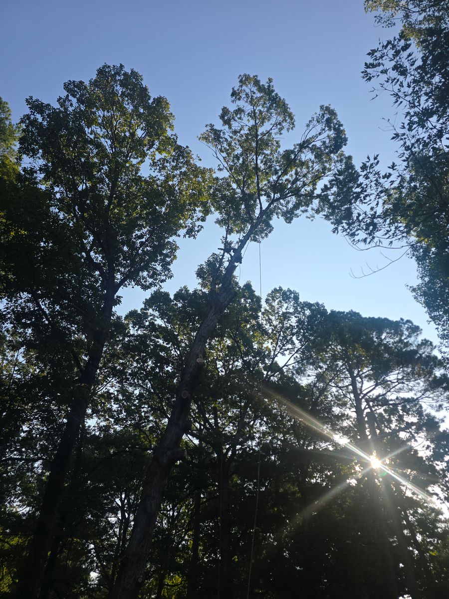 Tree Removal for Paquette's Tree Service in Malvern, AR