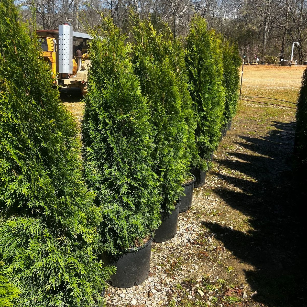 Shrub Trimming for CSS Renovations in Huntsville, AL