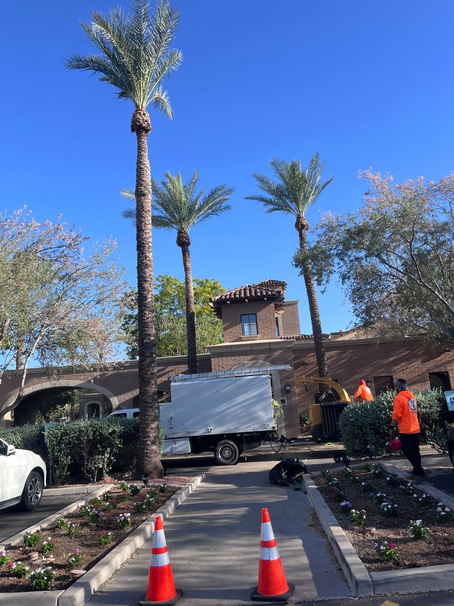Palms Trimming for AZ Tree & Hardscape Co in Surprise, AZ