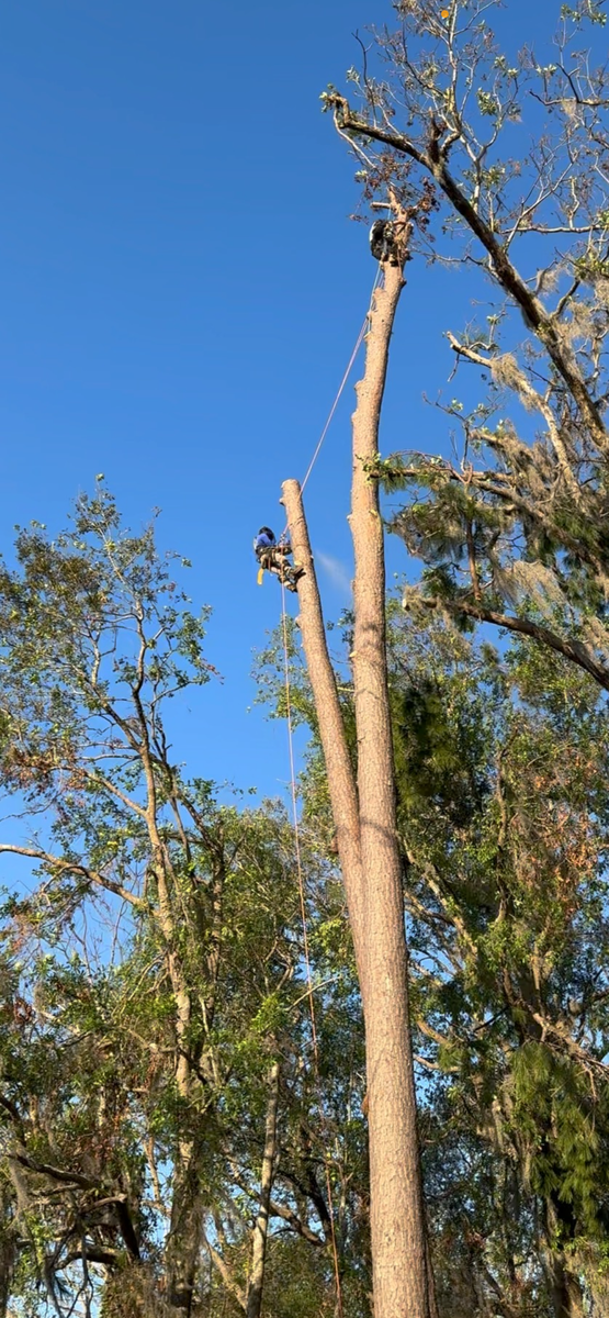 Tree Trimming for Elevated Tree Care in Gillette, WY