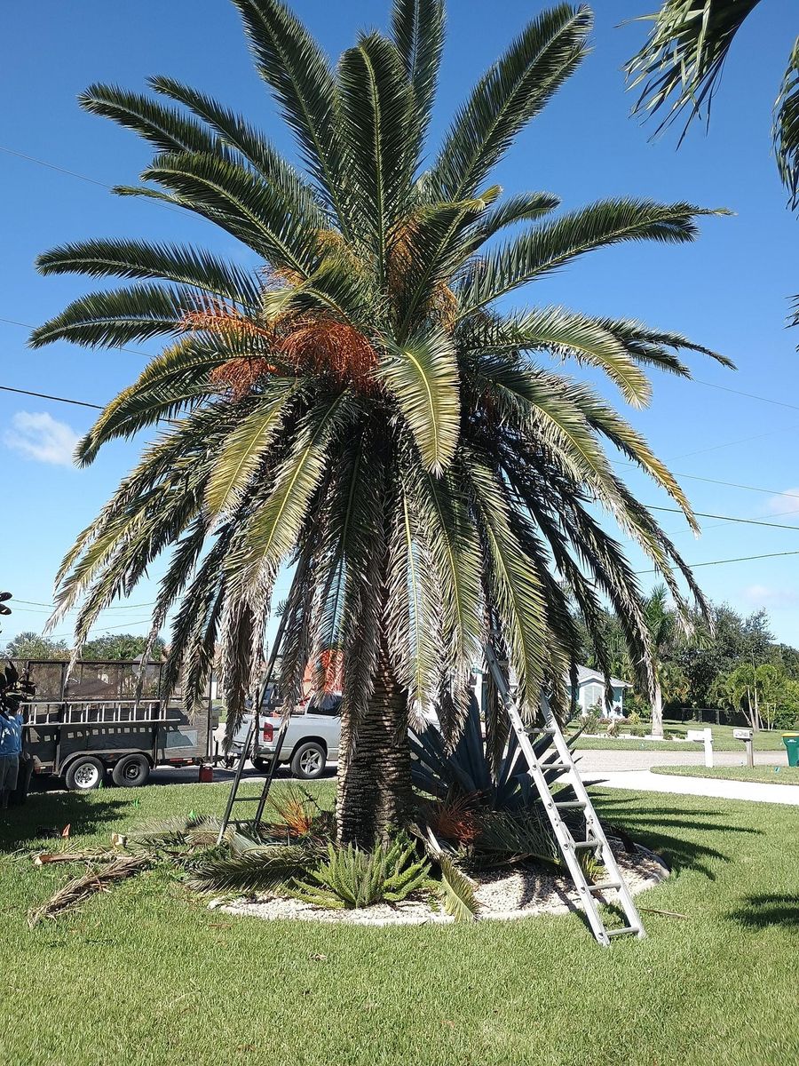 Palm Planting and Maintenance for Unity Maintenance and More LLC in Englewood, FL
