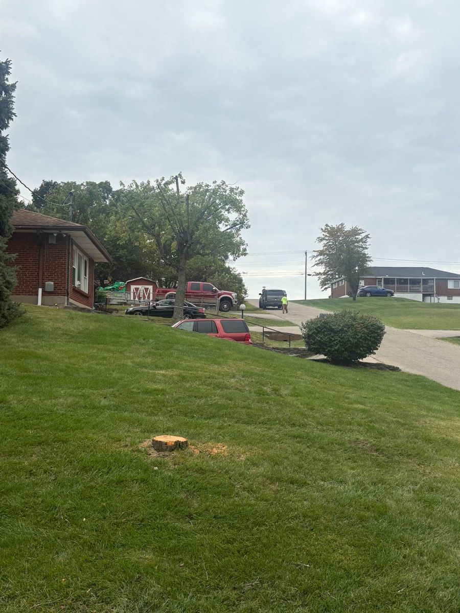 Tree Trimming for Dig-It Tree Company in Mason, OH