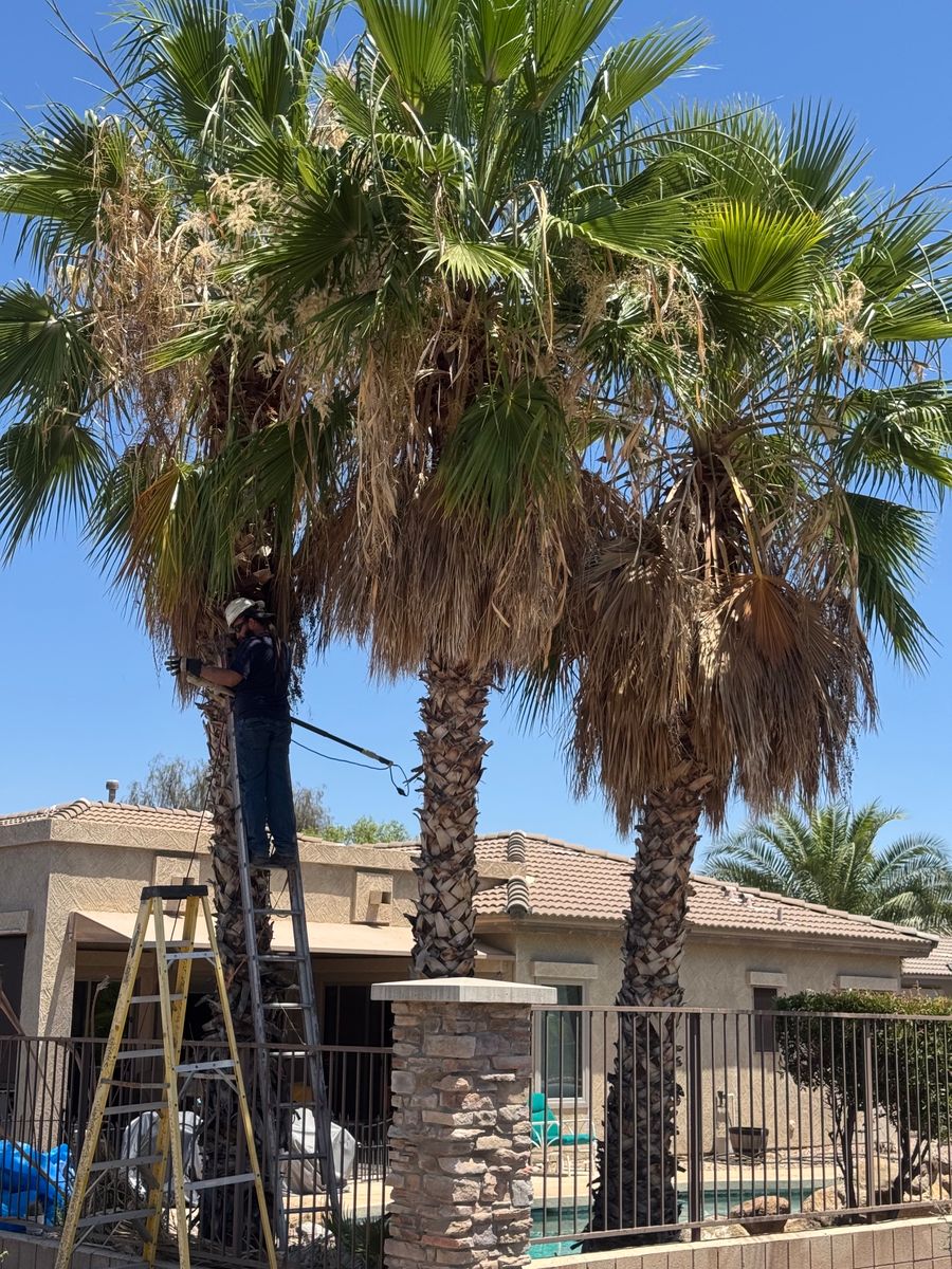 Tree Pruning for Patriot Tree Service in Mesa, AZ