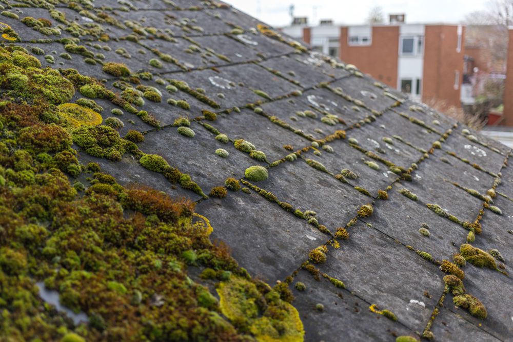 Roof Cleaning for Roose Paint & Restoration LLC  in Aberdeen, WA
