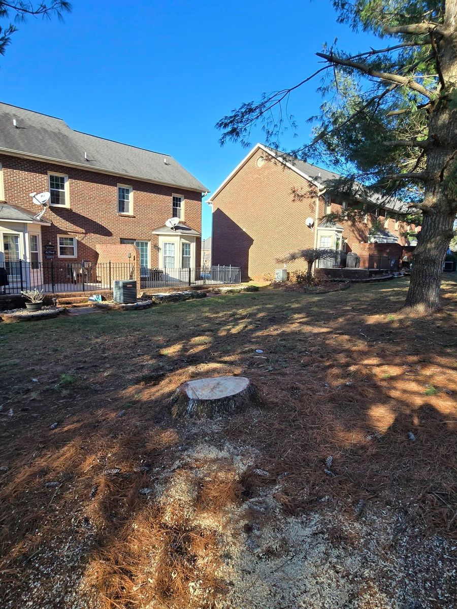 Property clean up for M&L Lumber and Excavating in Jonesborough, TN