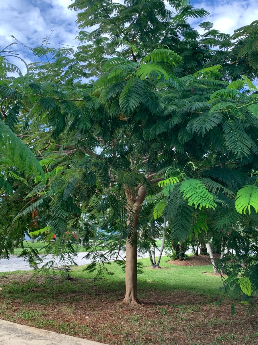 Landscaping & Outdoor Design for Space Coast Property Maintenance and Management LLC in Melbourne, FL