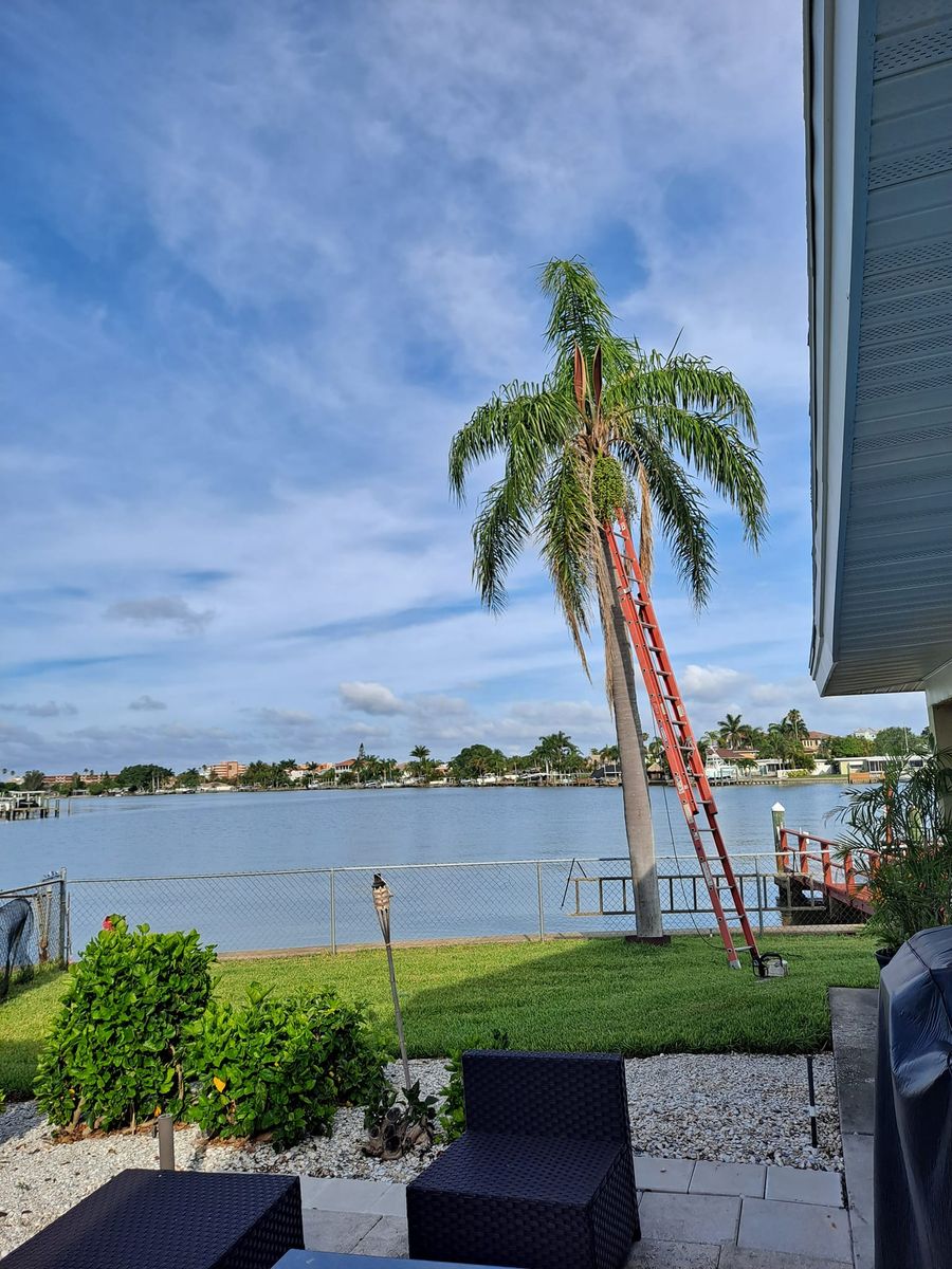 Tree Trimming for Sanchez Tree Service in Largo, FL