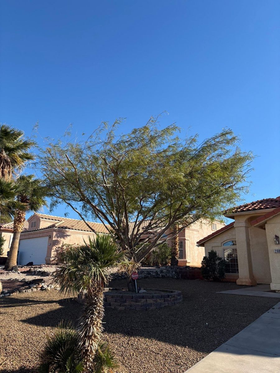 Shrub Trimming for Top Notch Landscape Services LLC in Mohave Valley, AZ