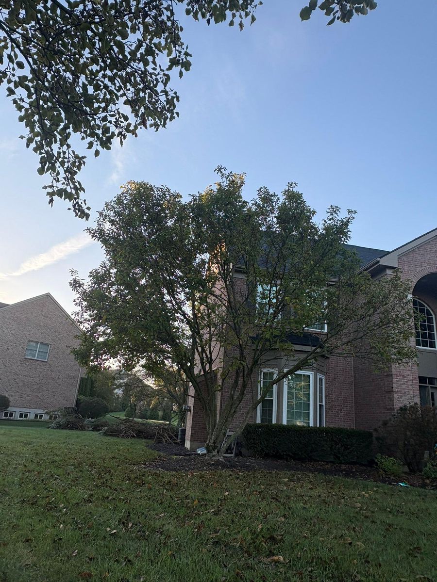 Tree Trimming for Dig-It Tree Company in Mason, OH