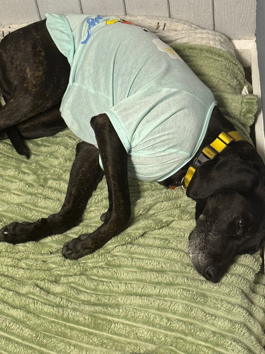 Full Service for Curbside Clips Mobile Grooming in Roachdale, Indiana