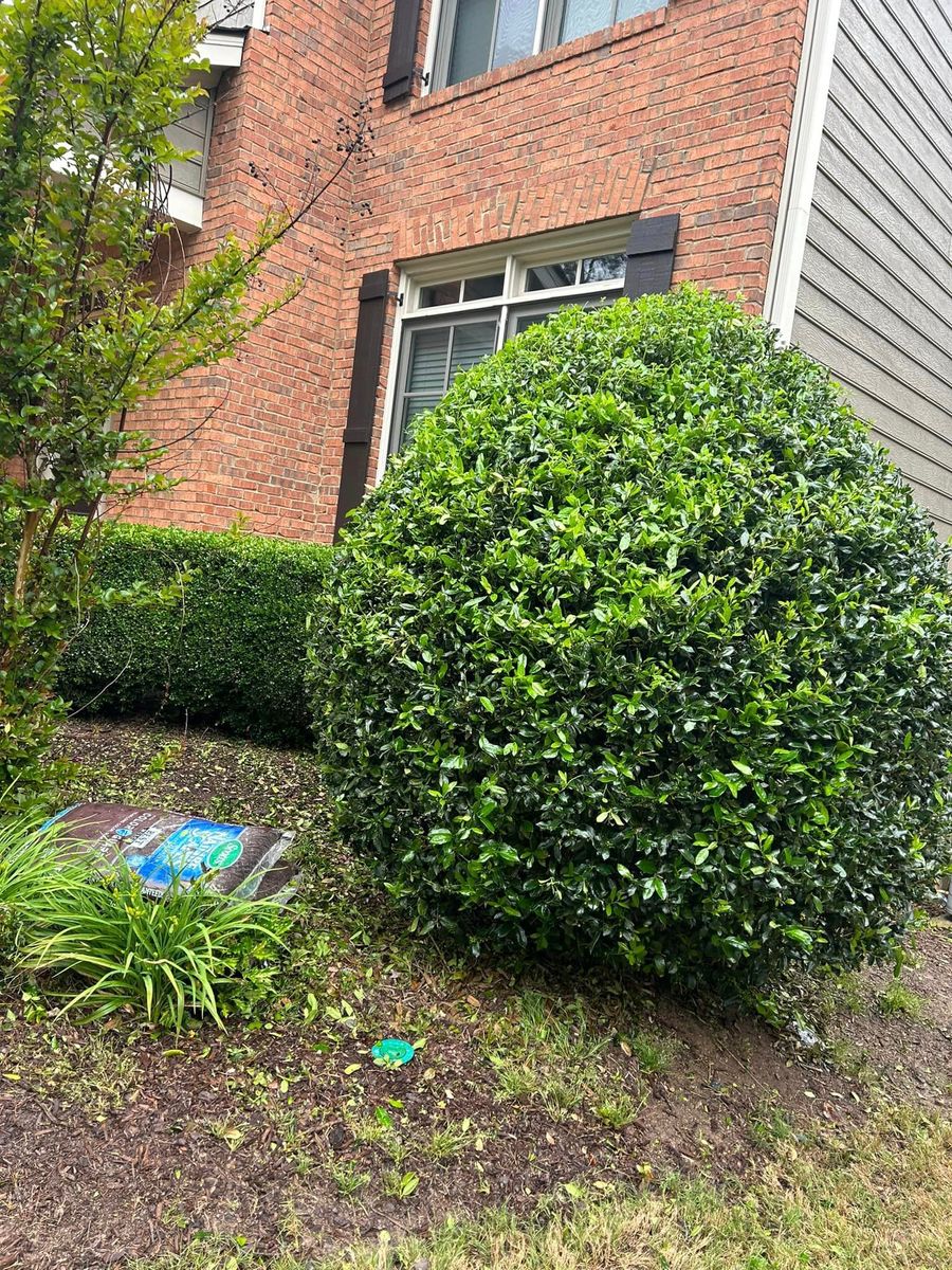 Shrub Trimming for A&A MultiScapes and Tree Service in Dallas,  GA