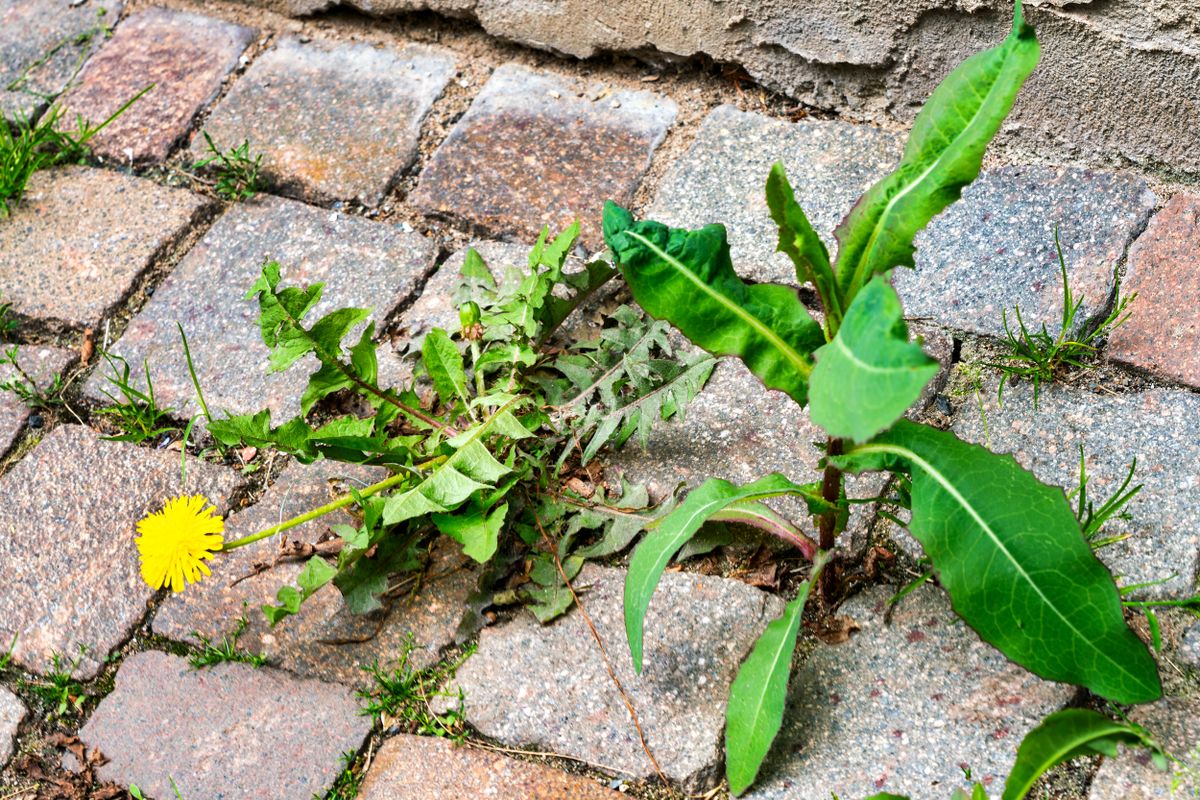 Weed Control for Prime Lawn LLC in Conyers, GA