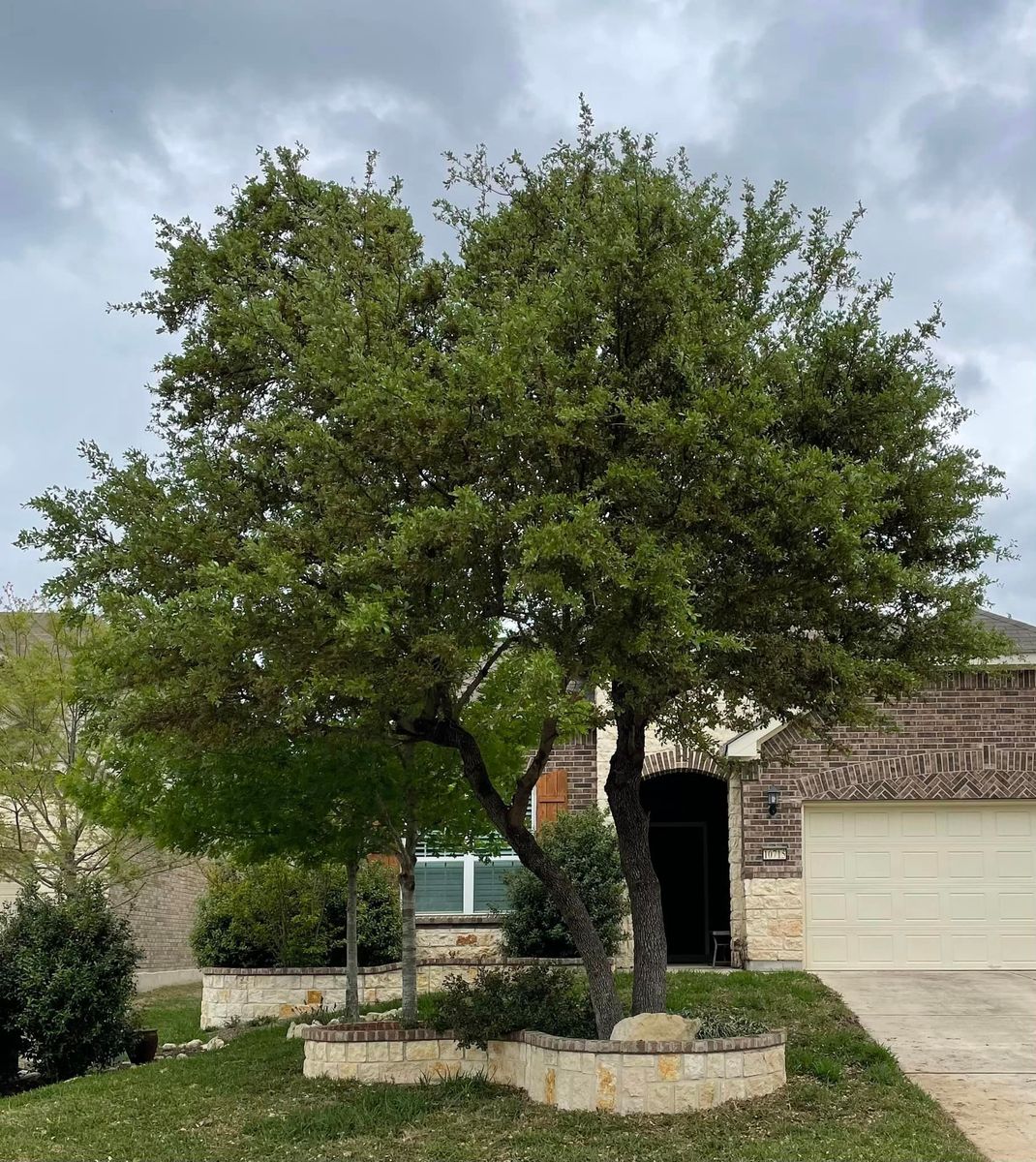 Tree Trimming for Z’s Trees LLC in Grey Forest, TX