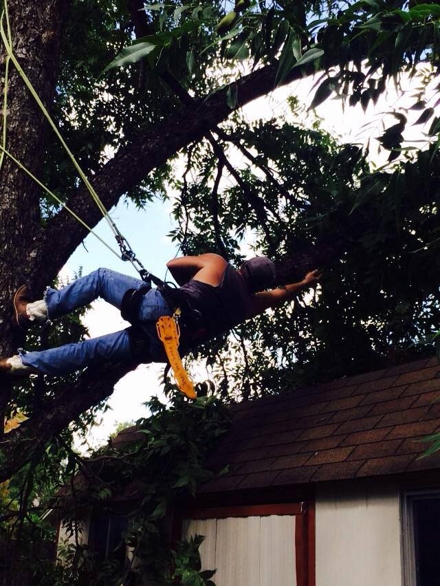 Tree Trimming for Classic cut tree trimming and removal in Arlington, TX