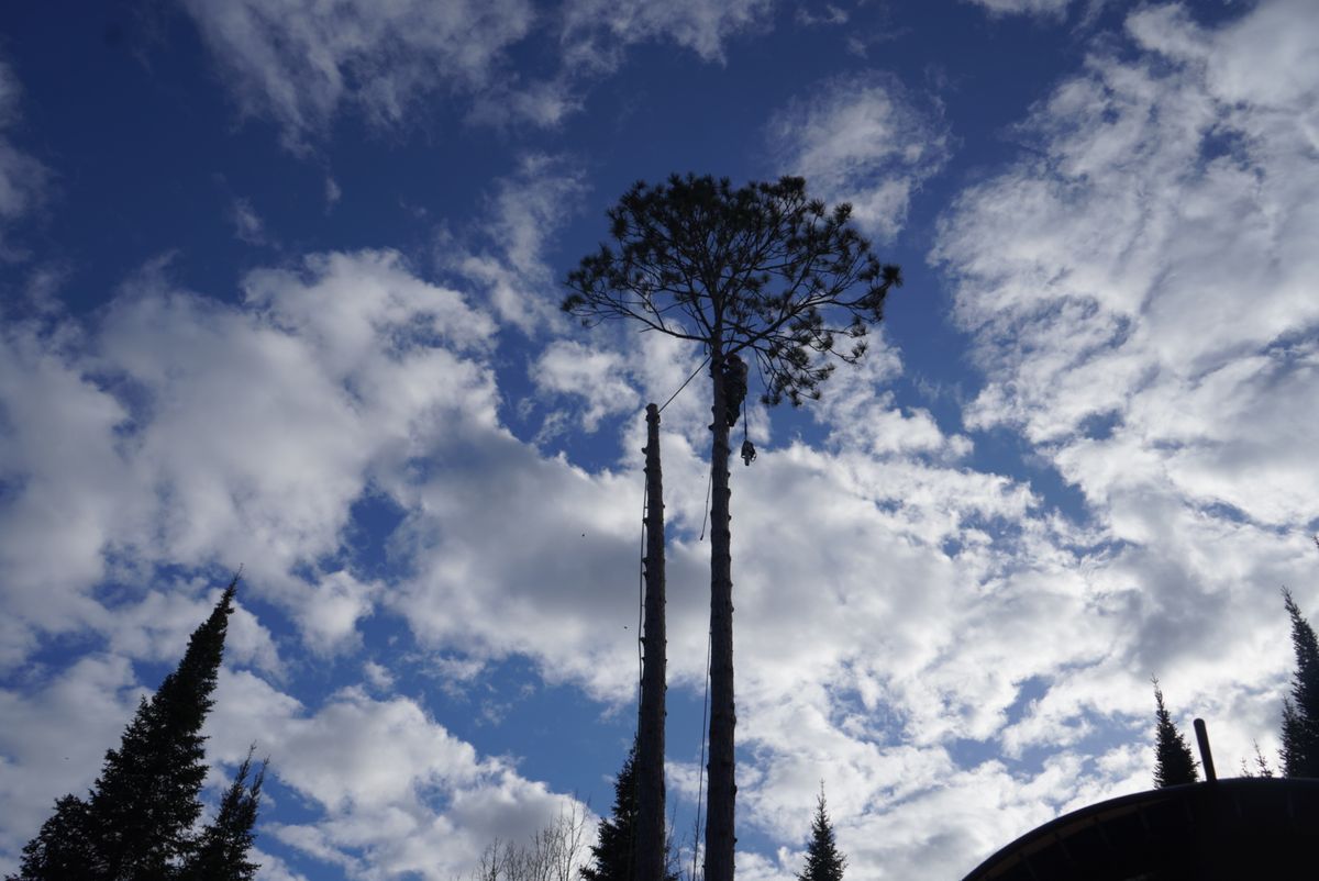 Tree Removal / Service for Dan's Tree Service LLC in Bemidji, MN