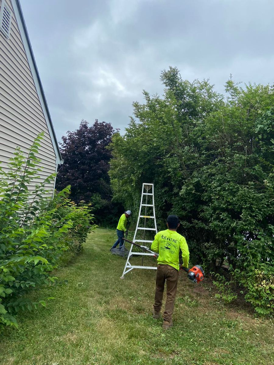 Fall Clean Up for Dextre Tree Service in West Hartford, CT