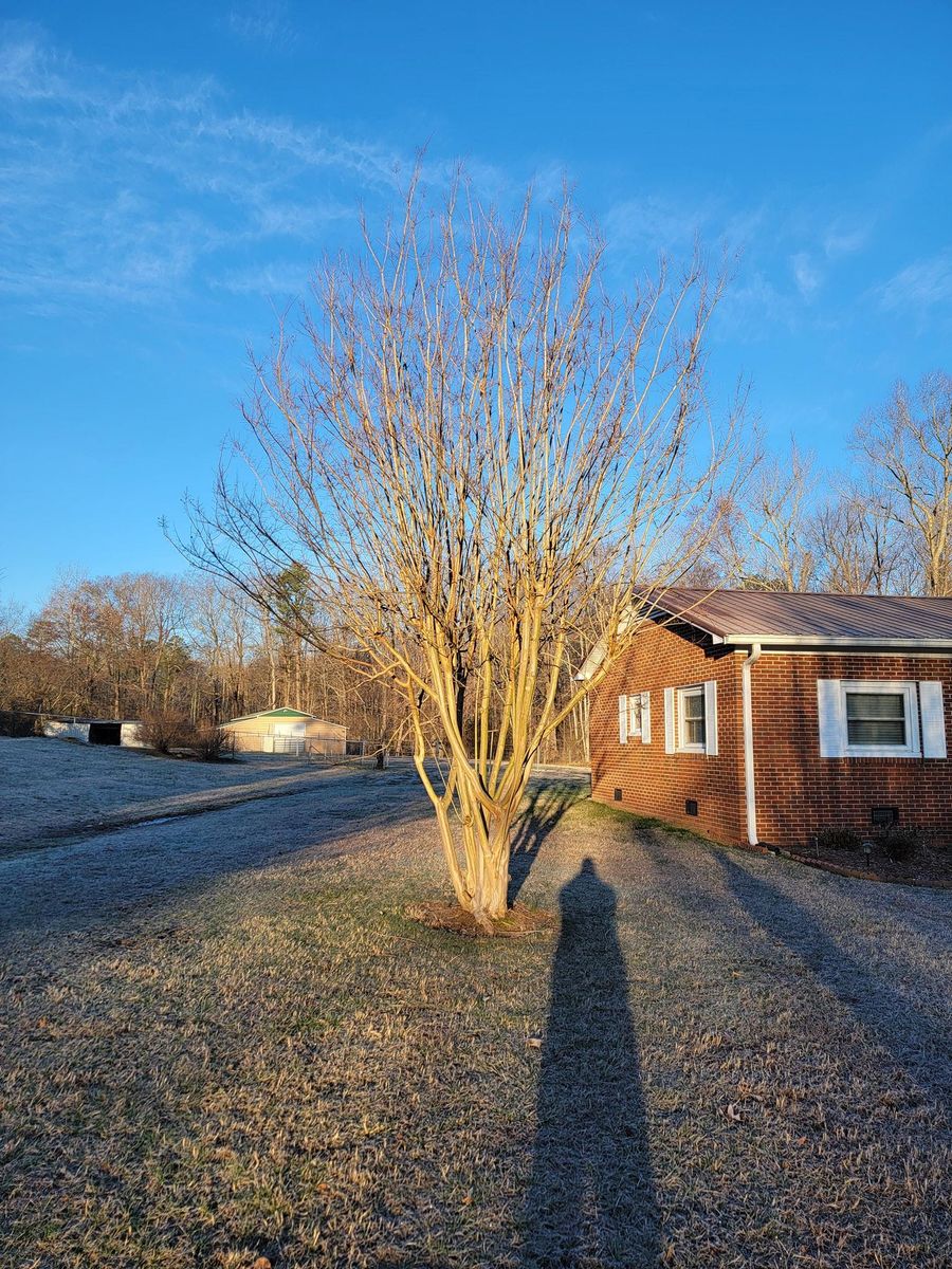 Tree Pruning for Piedmont Lawn and Landscaping in Lexington, NC