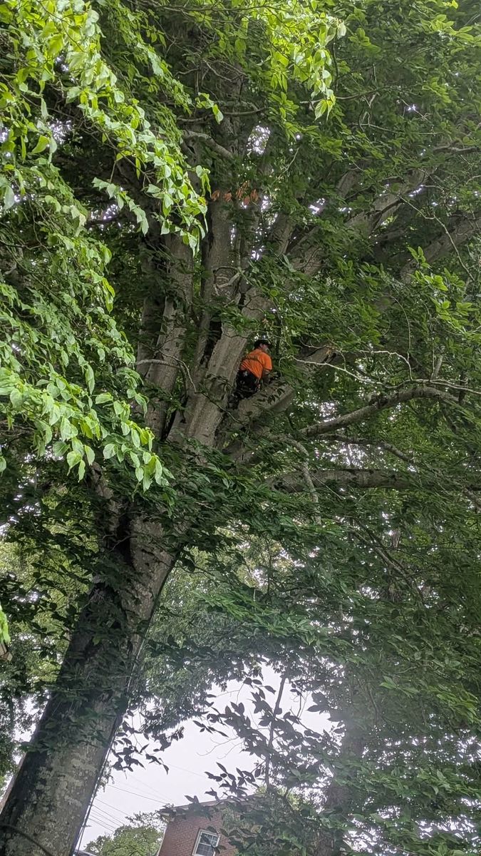 Tree Trimming for Lanes Outdoor Solutions in Lexington, NC