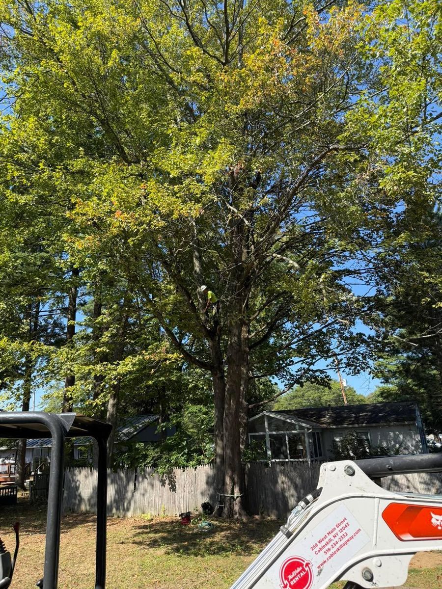 Tree Removal for Sterlings Tree Removal in Cobleskill, New York