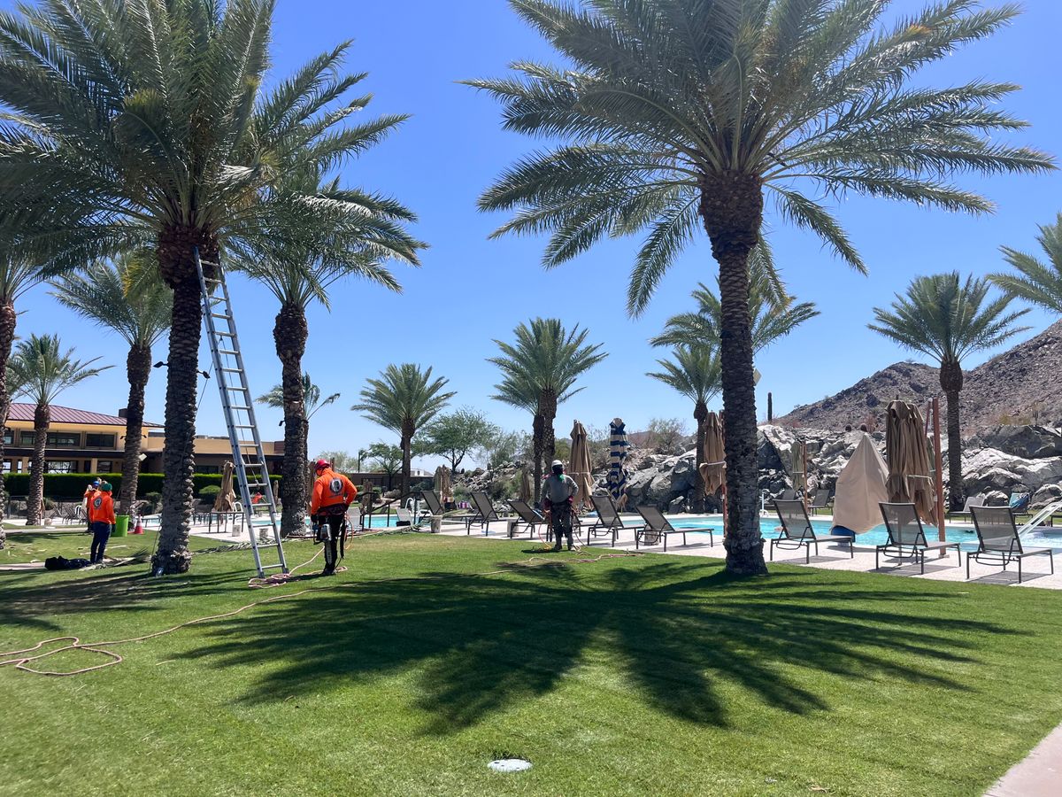 Palms Trimming for AZ Tree & Hardscape Co in Surprise, AZ