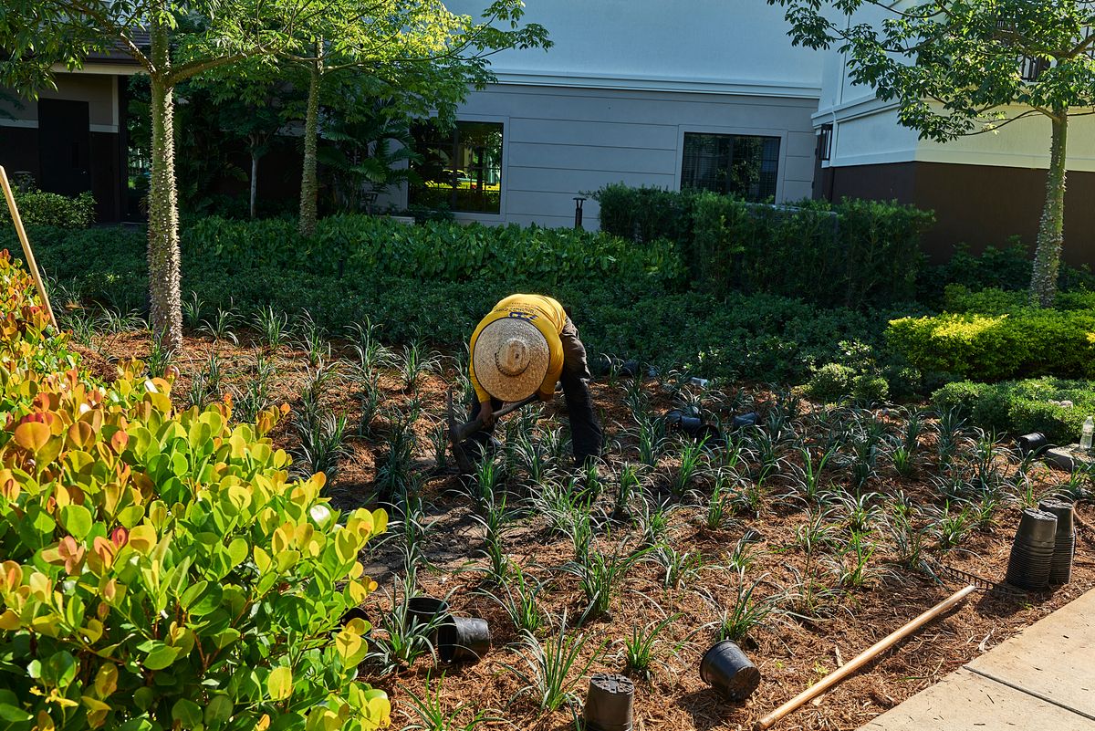 Landscaping for Arazoza Brothers Corporation in Miami, FL