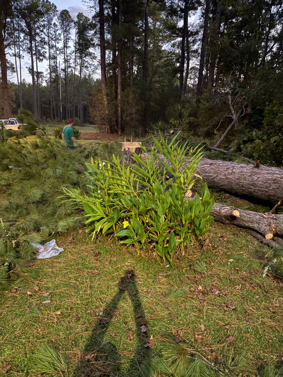 Tree Removal for Hawkins Tree Service & Land Management in Richmond Hill, GA