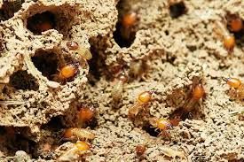 Termites for Predator Pest Control in El Paso, TX