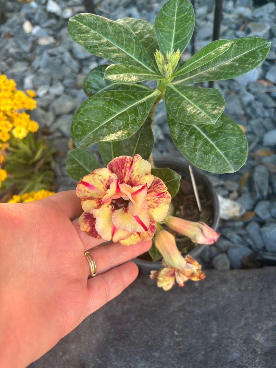 Plant Installation for Lawn Caring Guys in Cape Coral, FL