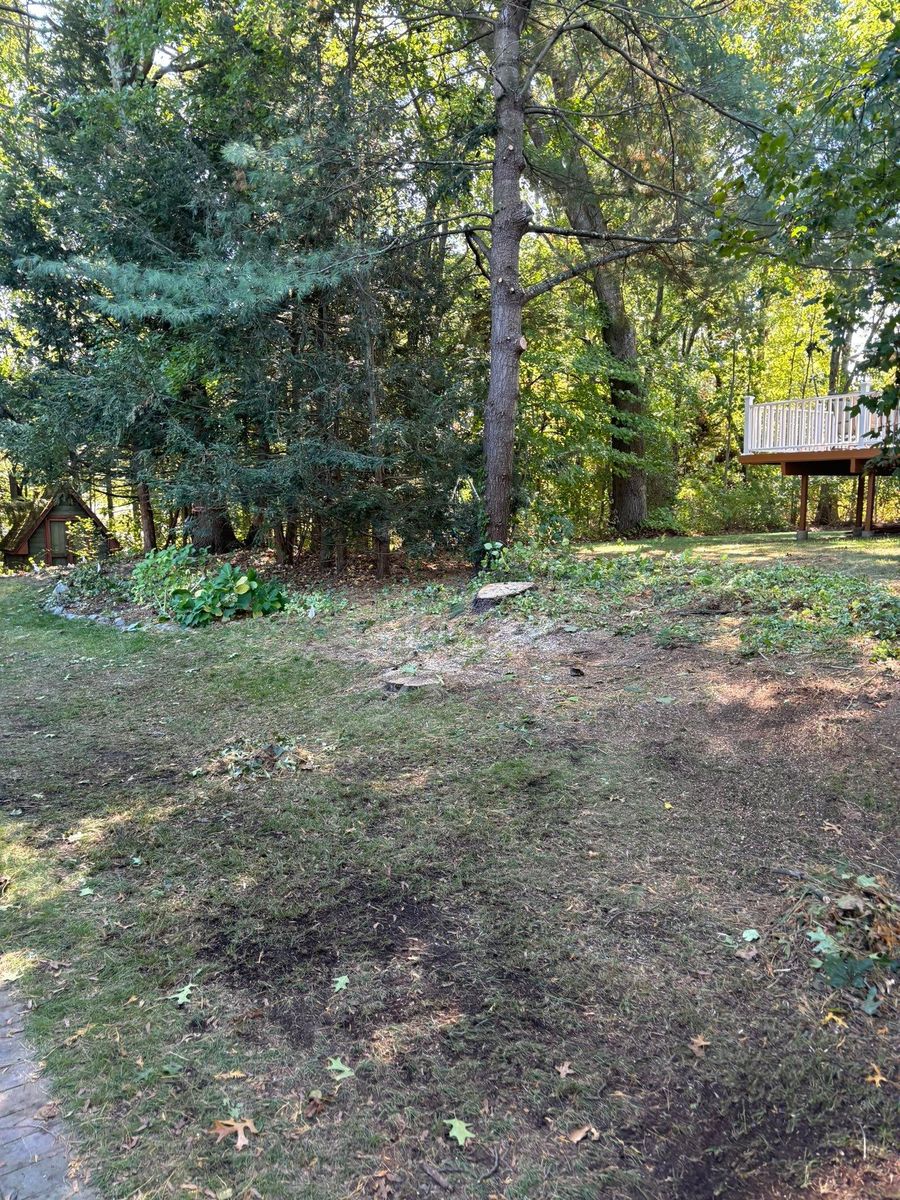 Tree Removal for T's Trees in Albany, NY