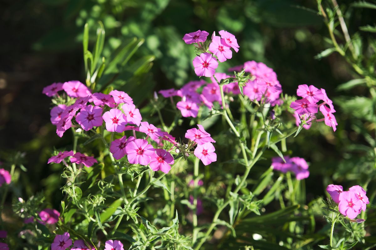 Landscaping for Arazoza Brothers Corporation in Miami, FL