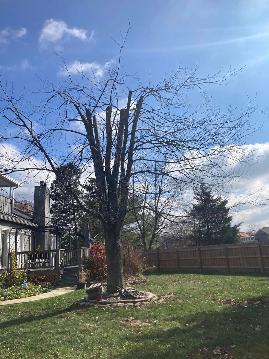 Fall Clean Up for La Fountain Tree Service in Louisville, KY