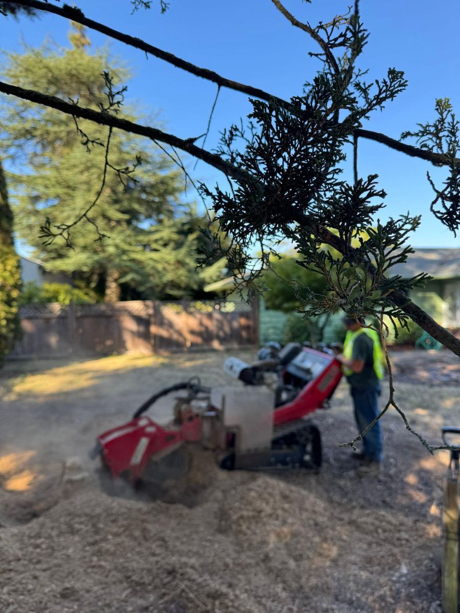 Tree Removals for Willamette Landscaping and Tree Services in Albany, OR