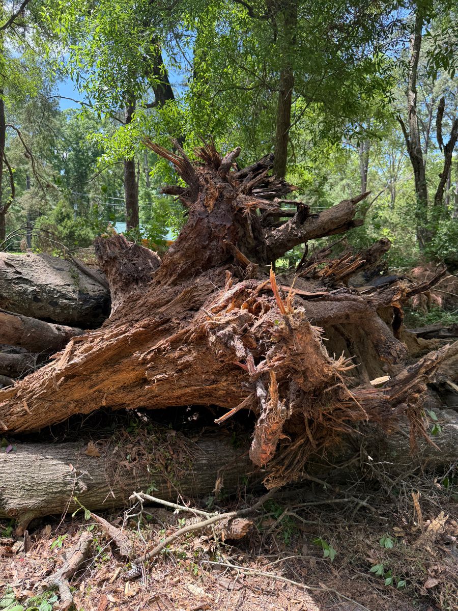 Stump Removal for Family Roots Landworks and Debris Removal in Newberry, FL