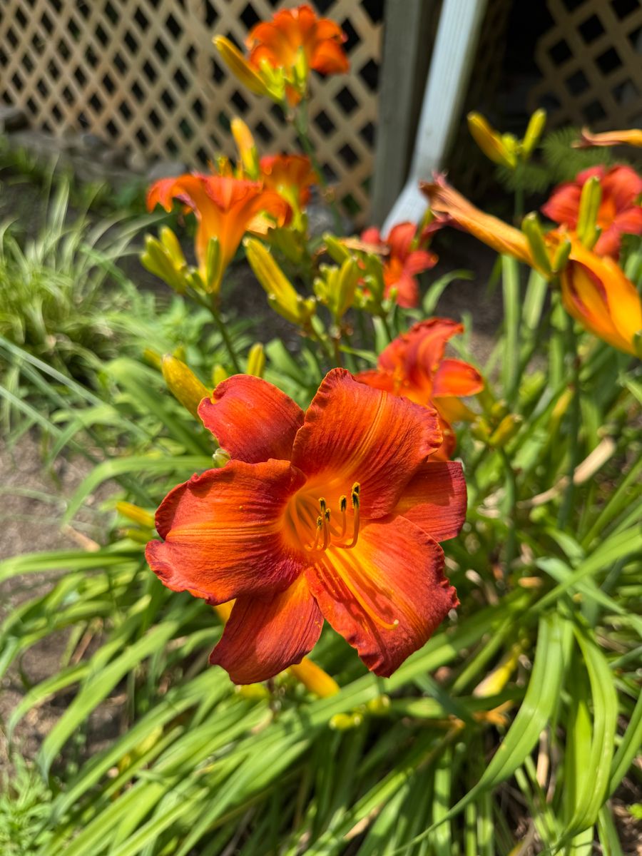 Landscape Design for Ardisi Landscaping & Design in Poughkeepsie, NY 