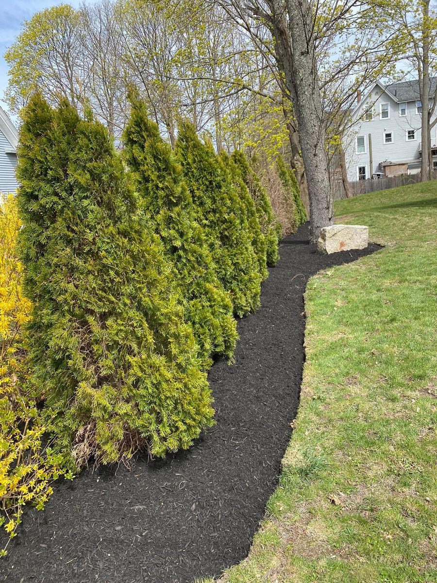 Shrub Trimming for Wilson’s Landscape Services LLC in West Bridgewater, MA