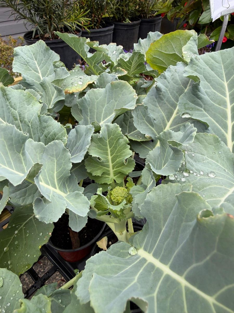 Cold-Hardy Potted Plants for Southern Roots Tree Farm in Crystal River, FL